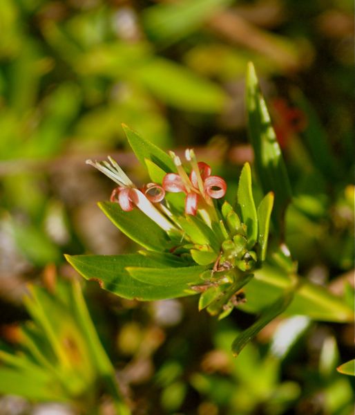 Beach-Creeper